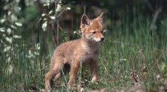 Mysleli si, že mají doma štěně. Přinesli si ale přenašeče smrtící nemoci