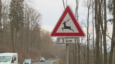 Nejvyšší SRNA index je u Bezdězu. Zvířata tam řidiči sráží v jednom kuse