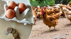 V Česku zuří boj o cenu vajec. Kolik by měla stát? ANKETA