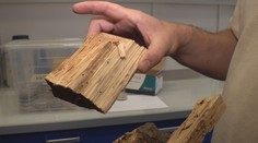 Čeští vědci objevili novou houbu. Vypěstoval ji brouk zahrádkář