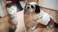 Agresivní dvojice psů děsí obyvatele Chrudimi! Útočí na zvířata i lidi