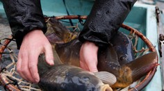 Na velikonoční stůl patří i kapr. Zkusit můžete také vaječný koktejl. RECEPT