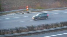 Překvapení na D11. Místo policistů zastavili provoz psi
