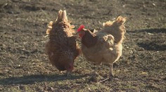 Veterináři odhalili další dvě ohniska ptačí chřipky. Malochovy nechali zlikvidovat