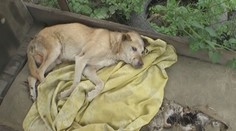 Žena pomáhá zvířatům na Ukrajině. Zřídila pro ně útulek
