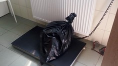 Malého psíka měl někdo vyhodit v Plzni z okna! Zvíře pád nepřežilo