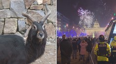 Zvířata během Silvestru trpí. Na ohňostroje se připravují i v zoo