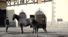 První starokladrubské hříbě je na světě! Dostane kobylku Meghan?