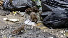 V evropském hlavním městě vypukla epidemie. Situace je vážná