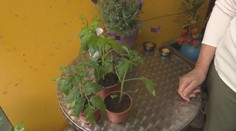 Pěstovat zeleninu či bylinky lze i na balkoně. Stále oblíbenější je česneková pažitka