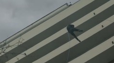 Dva strážníci při akci slanili na balkón. Jeden to zvládl, druhý se sesypal