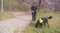 Tomášovi s epilepsií pomáhá asistenční pes. Pojišťovna na ně nepřispívá