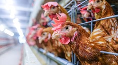 Ptačí chřipka na Tachovsku: Začíná utrácení statisíců slepic