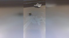 Rodinu vyděsil obří pavouk. Na zádech nesl desítky dalších! 
