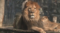 Slunečné počasí láká lidi do olomoucké zoo. Ta hlásí rekordní počet návštěvníků