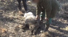 V Praze ohrožoval lidi agresivní divočák. Nakonec musel být utracen