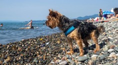 Češku v Chorvatsku zklamala pláž pro psy. Proč jste ho vůbec brali, nechápou lidé