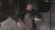České zoo lákají na mláďata. Reportér TV Nova se pokusil nakrmit velblouda