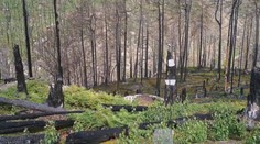 České Švýcarsko se obnovuje obrovskou rychlostí. Vědci to ukazují na časosběru