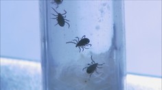 S oteplením přibývá klíšťat. Odborníci doporučují očkování
