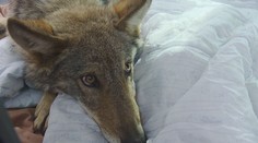 Vlku Bublovi se v přírodě nedaří a má problémy. Záchranáři se ho vydali hledat
