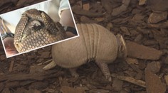Pražskou zoo se valí úžasná kulička. Je to malý pásovec!