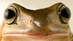 Čumí jako žába z kyšky... A nebo daleko OSTŘEJŠÍ PŘIROVNÁNÍ