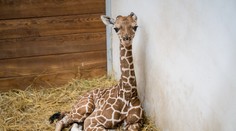 Zoo Dvůr Králové slaví! Po 12 letech se tam narodila ohrožená žirafa síťovaná