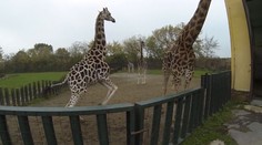 V ZOO v Ústí museli uspat žirafího samce. Napadal lidi i zvířata