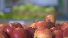 Počasí přeje ovocnářům. Úroda je lepší než vloni, velké zlevňování ale neplánují