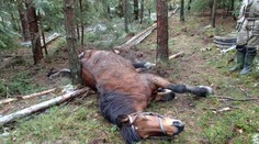 Gang zlodějů ukradené koně a telata porcoval rovnou na louce