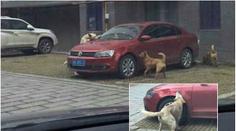 Řidič nakopl psa, ten se vrátil s kamarády a rozkousal mu auto!