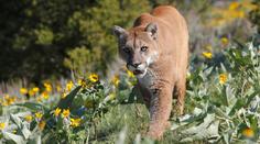 V Dolním Slezsku se má pohybovat puma. Nepřibližujte se k ní, varuje úřad