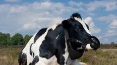 Roušky už i pro krávy? Masky ochrání životní prostředí před jejich říháním