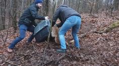 Lišák uvízl ve smyčce na stromě. Záchranáři ho ošetřili a vrátili zpět do lesa
