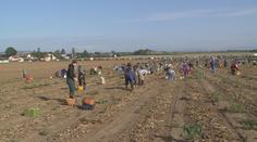 Farmář nabízel zeleninu za pár korun. Fronta byla na hodiny