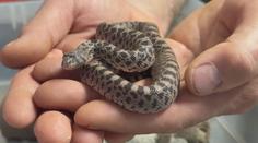 V brněnské zoo se vylíhla mláďata vzácného hada. Při ohrožení vydává překvapivý zvuk