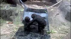 Zoo v Calgary smutní. Po chybě ošetřovatele tam zemřela jedna z goril