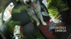 Husky byl den uvězněn bez vody v autě, zachránili ho až strážníci