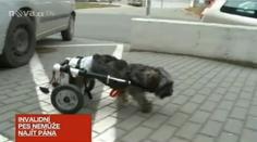 Fenka Peggy je na vozíčku a hledá milujícího pána! Pomůžete?