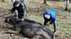 Krasličtí strážníci pomohli zachránit život krávě. S farmářem ji tahali z bahna