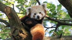 Panda v Olomouci utekla z výběhu a vylezla na strom. Dolů ji dostali až hasiči