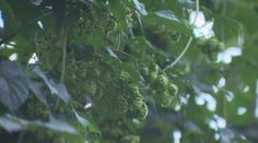 Pivo v ohrožení! Část letošní sklizně chmelu je kvůli bouřkám zničená