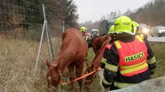 Nečekaný zážitek pro řidiče. Na dálnici D1 se proháněli koně