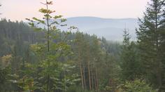 Šumava v létě praskala ve švech. Kolik kilometrů denně nachodí strážci?