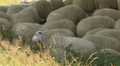 Farmáři objevili na Šumpersku zastřelená jehňata. Pachateli hrozí vězení