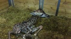 "Animal boom" v pražské zoo: Ke slůněti přibylo mládě žirafy
