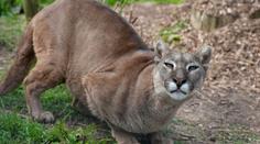 Na Mladoboleslavsku se prý objevila puma! Obecní úřady varují obyvatele