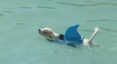 Obrovská vedra trápí i zvířata. Ve Španělsku postavili psům aquapark