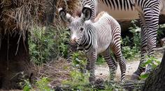 Roztomilé video: V brněnské zoo dělá radost mládě zebry!